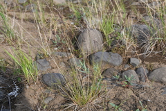 Agrostis vinealis