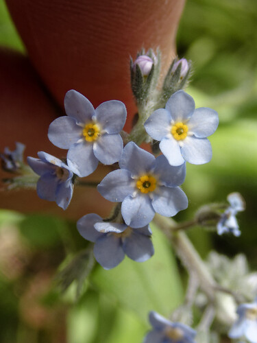 Forget-me-not (Myosotis decumbens)