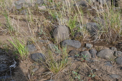 Agrostis vinealis