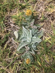 Asteraceae
