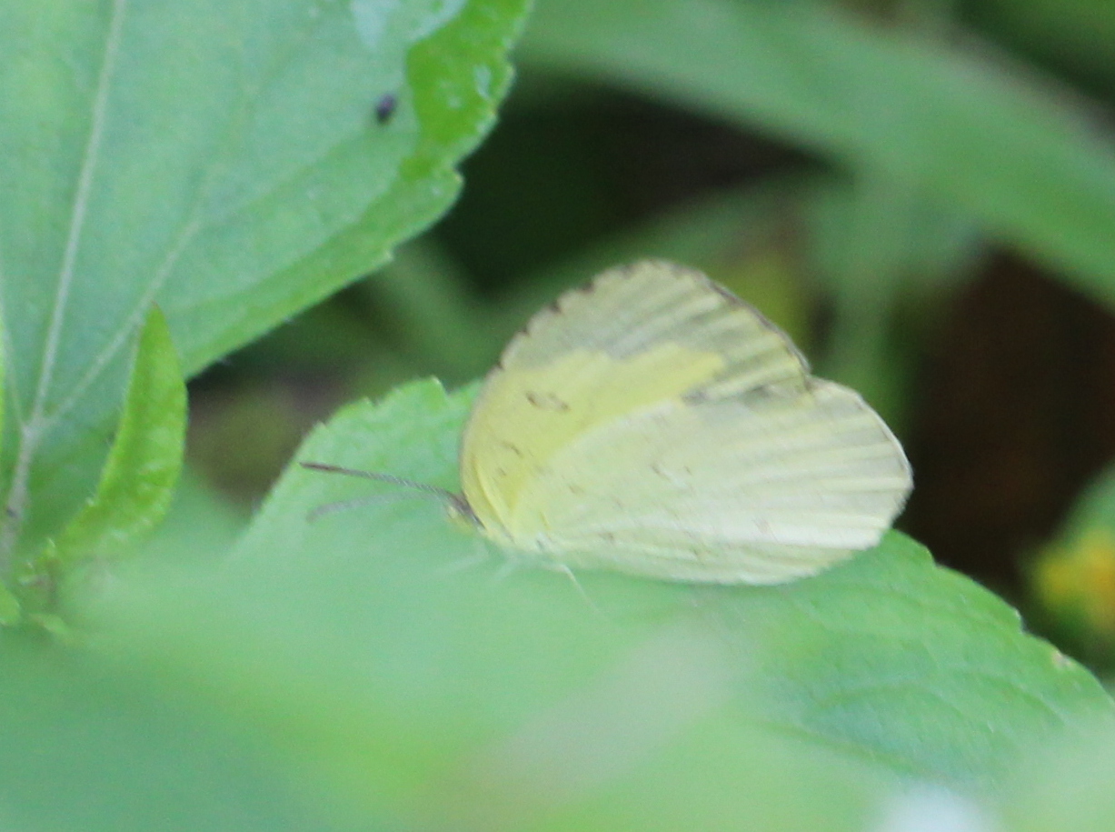 Common Grass Yellow