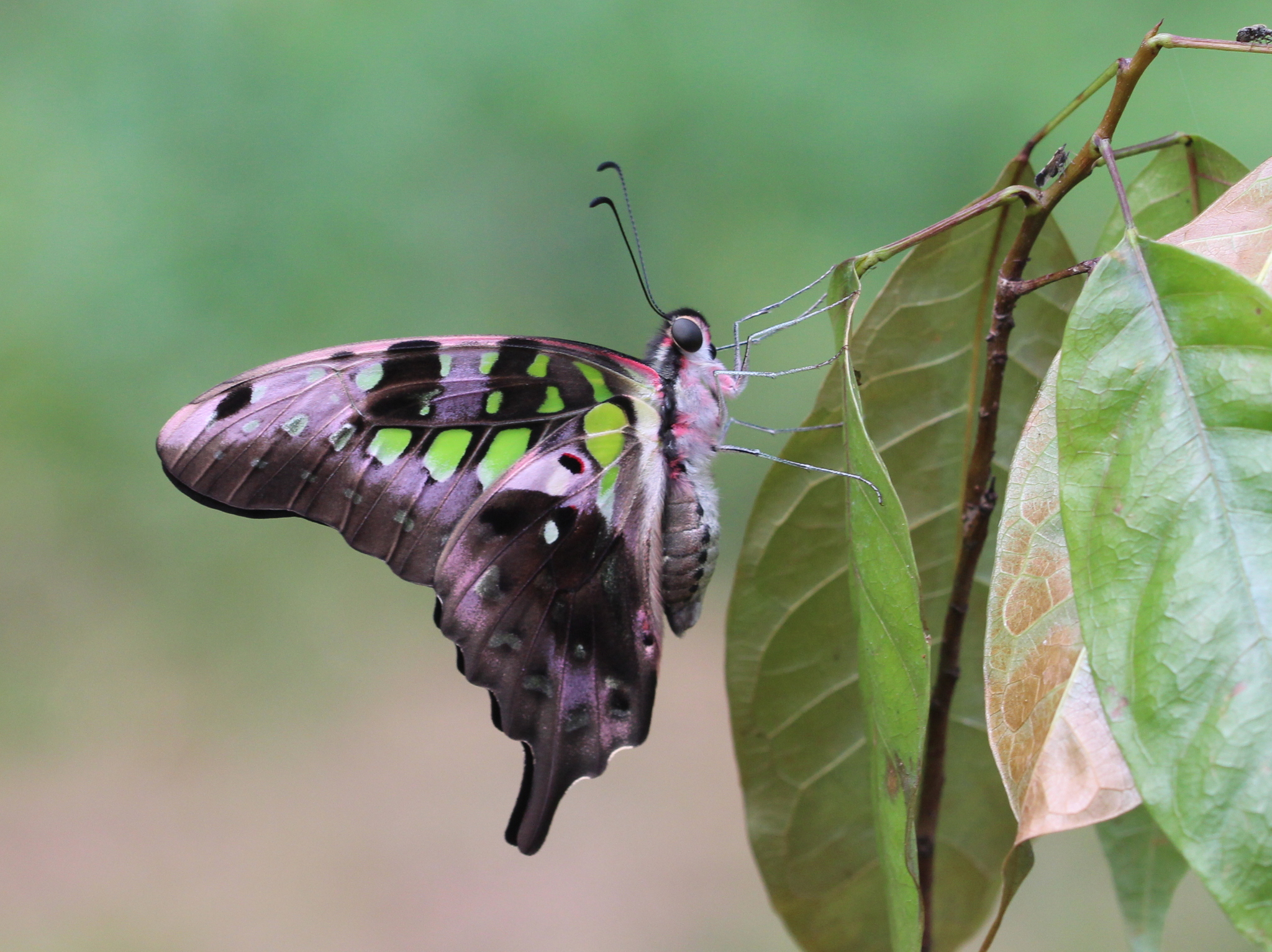 Tailed Jay