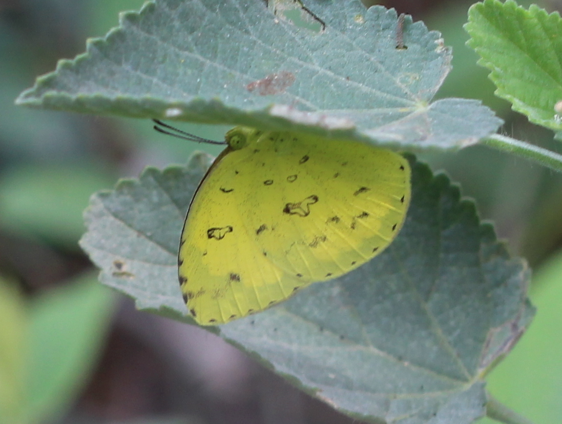 Common Grass Yellow