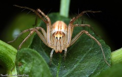 Oxyopes javanus