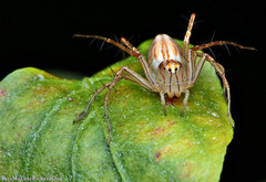 Oxyopes javanus