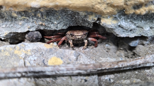 Imprinted engraved crab (Glyptograpsus impressus)