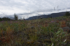 Agrostis vinealis