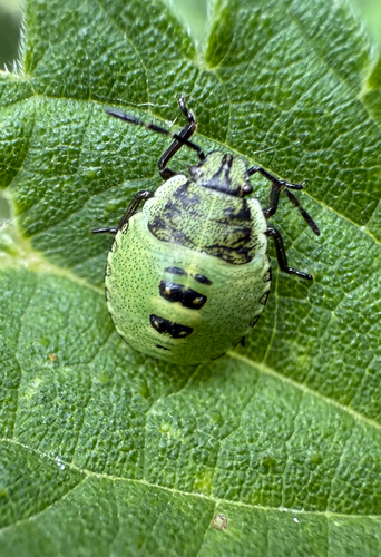 Green Shield Bug