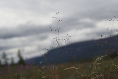 Agrostis vinealis