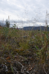 Agrostis vinealis