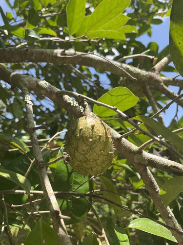 Annona montana - Leaves