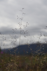 Agrostis vinealis