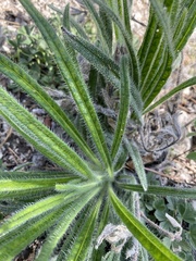 Onosma visianii, photograph Annette Peters, CC BY, iNaturalist via GBIF