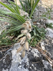 Onosma visianii, photograph Annette Peters, CC BY, iNaturalist via GBIF