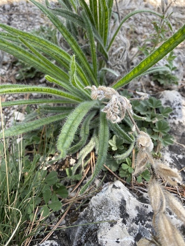 Onosma visianii, photograph 6