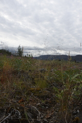 Agrostis vinealis