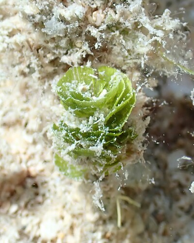 Pinecone Algae (Rhipocephalus phoenix)