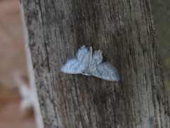 Chloropteryx opalaria