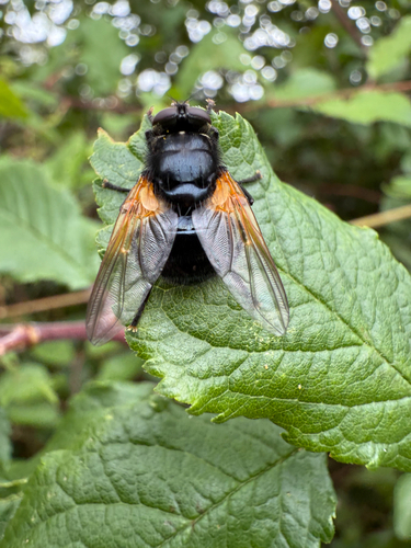 Noon Fly