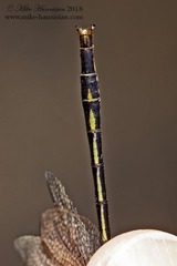 Phanogomphus diminutus