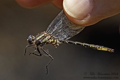 Phanogomphus diminutus