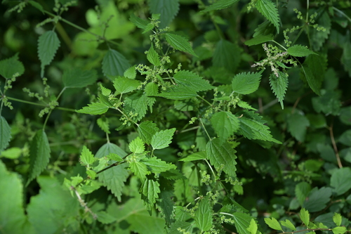 Urtica laetevirens iNat (1)