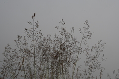 Agrostis vinealis