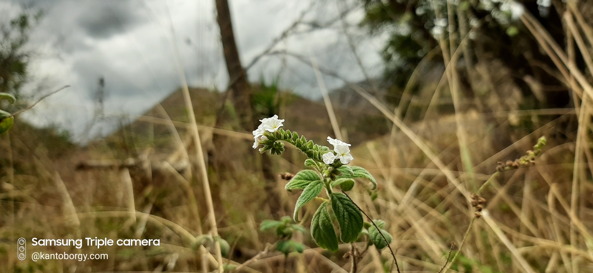 Heliotropium image