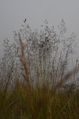 Agrostis vinealis