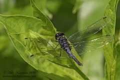 Celithemis verna