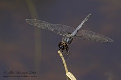 Celithemis verna