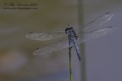 Celithemis verna