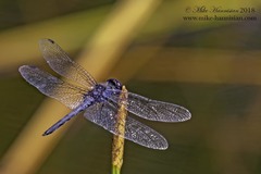 Celithemis verna