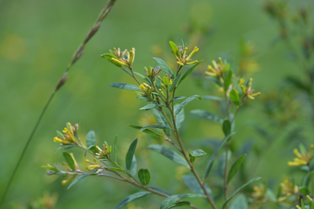 Wikstroemia ligustrina (Wikstroemia ligustrina)