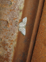 Chloropteryx opalaria