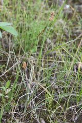 Alopecurus magellanicus