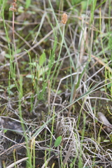 Alopecurus magellanicus