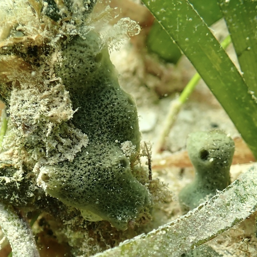 Green Sponge