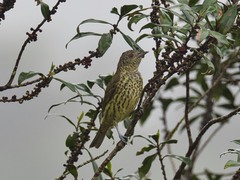 Oxyruncus cristatus