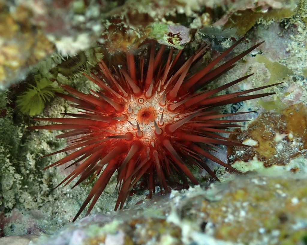 Photo of a Atlantic Rock-boring Urchin