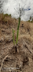 Armatocereus godingianus