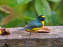 Euphonia chalybea