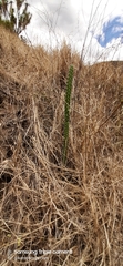 Armatocereus godingianus