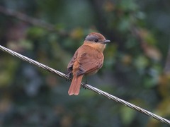 Pachyramphus castaneus