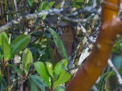 Phacellodomus ferrugineigula