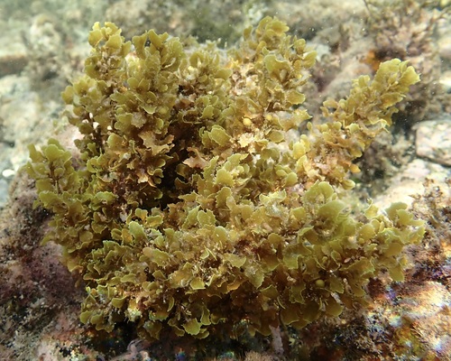 Sargassum polyceratium observed 2025-07-30