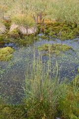 Arctagrostis latifolia