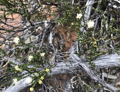 Microcybe multiflora