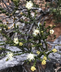 Microcybe multiflora