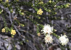 Microcybe multiflora